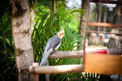 intereção-com-animais-da-clínica-de-reabilitação-de-dependentes-químicos-e-alcoólicos-em-campinas